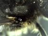 Lasioglossum sp.